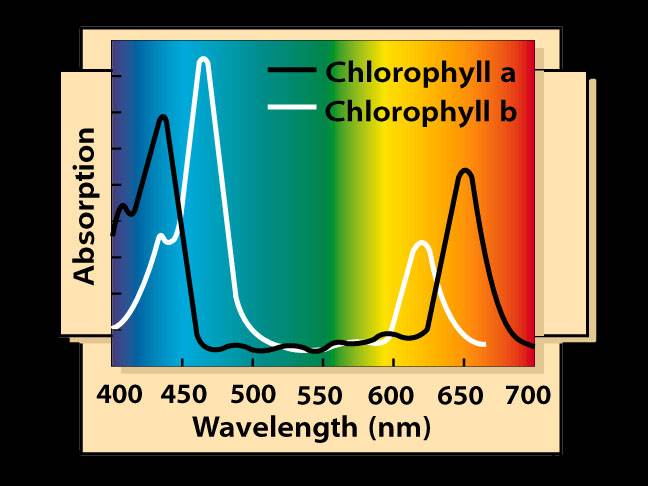 grow-absorbtion-peaks.jpg grow_absorbtion_peaks.jpg