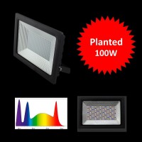 MML Flora Sun 100W Floodlight 