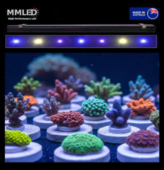 Coral Fragging
