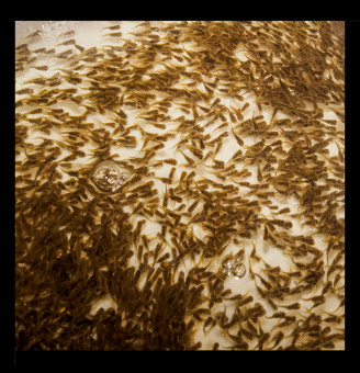 FinFish Hatchery