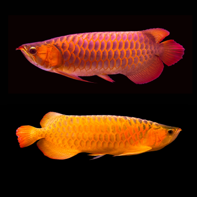 Arowana Arowana